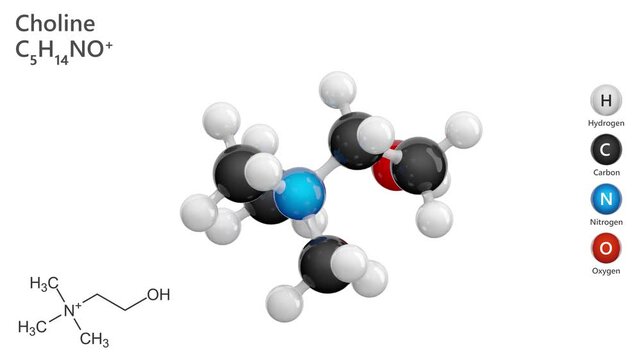 Choline. Essential nutrient. Animated 3D model of a molecule. Molecular formula: C5H14NO. Chemical model: Ball and stick. White background. 3D rendering. Seamless loop.