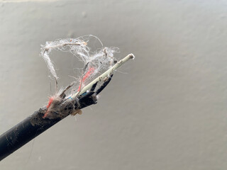 Broken fiber optic cable with gray cement wall background, copy space