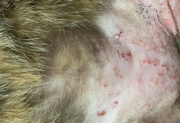 The cat has a skin disease, Cat fungus