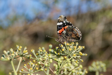Red admiral butterfly (Vanessa Atalanta) perched on hedge (hedera helix) in Zurich, Switzerland