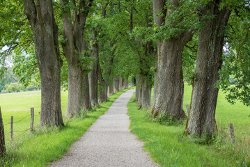 alley of the heroes, at the outskirts of Ebersberg, green landscape bavaria