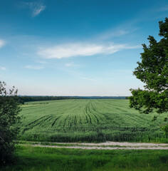 Green field and blue sky. Wheat field surrounded by trees. Agricultural field in countryside.
