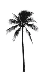 Monochrome palm tree against a black background.