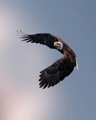 An adult bald eagle is flying gracefully in the clear blue sky. 