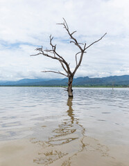 Dead tree in Chamo Lake, Ethiopia with mountains in the background