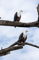 African Fish Eagle, (Icthyophaga vocifer),  in Southern Ethiopia