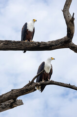 African Fish Eagle, (Icthyophaga vocifer),  in Southern Ethiopia