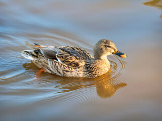 Female mallard duck with water reflections in soft late autumn light
