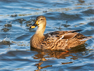 Female mallard duck with water reflections in soft late autumn light
