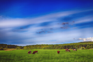 cows in the field