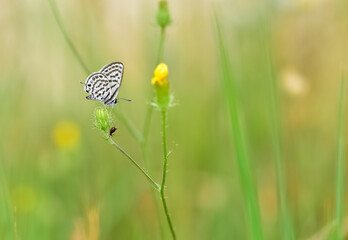 wild animals.photos of various butterflies.
