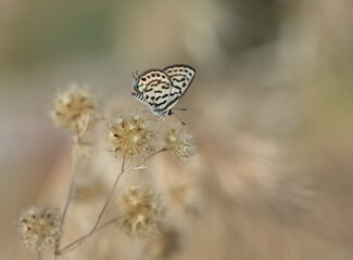 wild animals.photos of various butterflies.