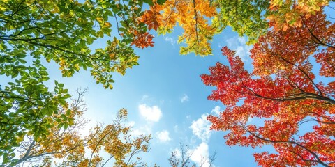 A canopy of fall foliage seen from below, with bright red, orange, and yellow leaves against a blue sky.
