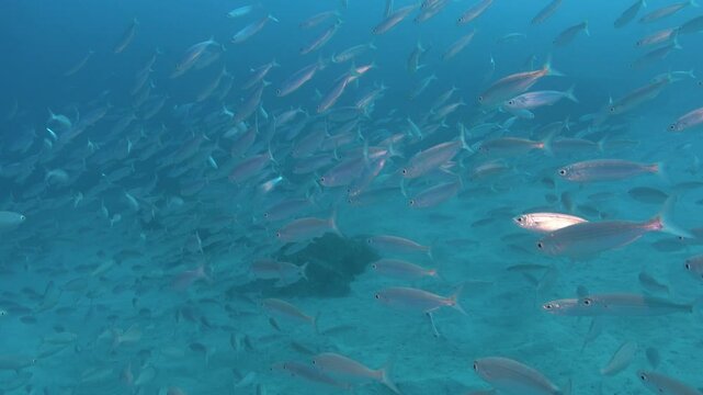 Nature underwater - Atlantic trumpet fish swimming into a boga fish shoal