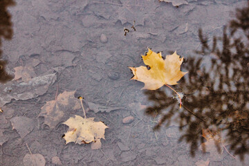 autumn leaves on the ground