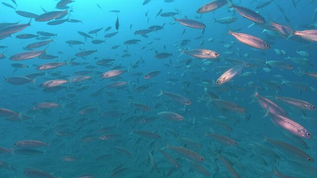 Big school of atlantic boga fish