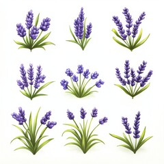 Hand Drawn Watercolor Lavender Flowers Set   Botanical Illustration