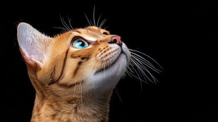 Bengal Cat Gazing Upwards 