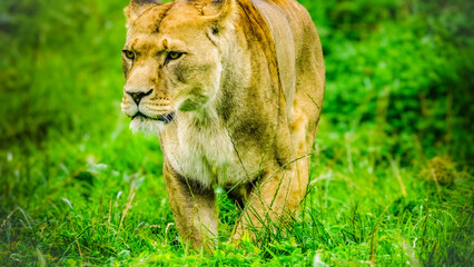 Female lion with her beady eyes stalking through the long grass in her lion enclosure in Folly farm Zoo, Kilgetty, Pembrokeshire. 