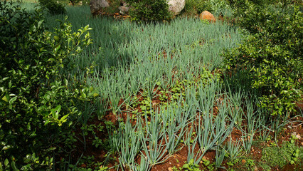 Leek field flanked by lime trees with background green plants and large natural stones, adding a...