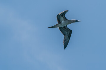 A Peruvian booby on the wing.