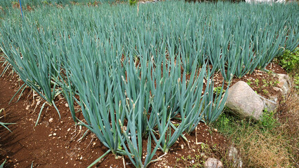 Rows of onions plant with green leeks thriving in a field with reddish soil, accented by large...