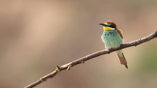 European Bee-Eater Merops apiaster perched on branch near breeding colony. Wildlife scene of Nature in Northern Poland - Europe, summer time