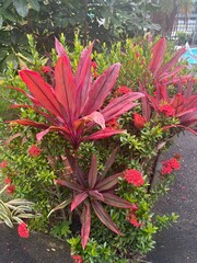 red and white flowers