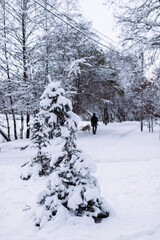 WInter forest in the snow.
