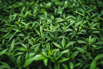 Fototapeta premium Lush Green Foliage Background Nature Texture