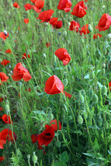 Naklejka premium Corn Poppies, Unstone Derbyshire UK 