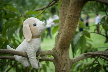 Dog toy on the tree.