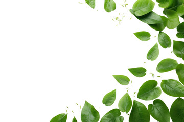 Top view of vibrant green leaves with distinct corners, highlighting their natural shine isolated on white background
