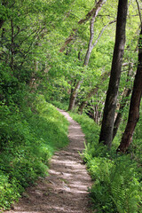 Woodland path in late spring, Devon England
