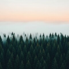 Fototapeta premium A serene landscape of dense evergreen trees shrouded in mist at dawn, creating a tranquil and mystical atmosphere.