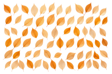 Pattern of dry orange metallic leaves aligned in a grid formation Isolated on white background