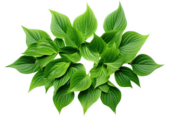 Green leaves with angular edges arranged in a symmetrical design isolated on white background