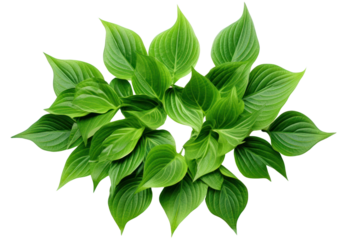 Green leaves with angular edges arranged in a symmetrical design isolated on white background