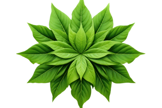 Green leaves with angular edges arranged in a symmetrical design isolated on white background