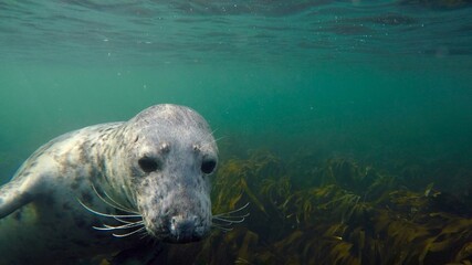 Fototapeta premium seal underwater 
