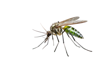 Close-up of a mosquito perched on a leaf with detailed view of its wings and legs isolated on white background