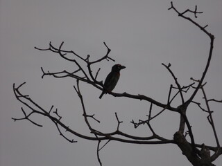 
Various species of birds that are beautiful from the nature around you