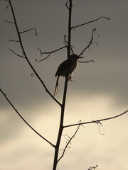 
Various species of birds that are beautiful from the nature around you