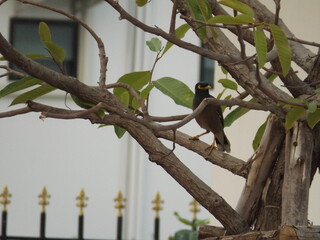 
Various species of birds that are beautiful from the nature around you