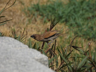 
Various species of birds that are beautiful from the nature around you