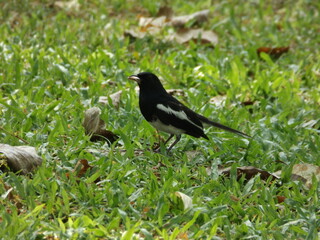 
Various species of birds that are beautiful from the nature around you
