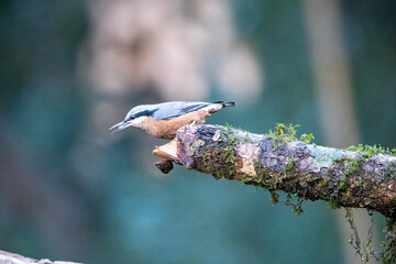 A beautiful Chestnut-bellied Nuthatch perched on top of a branch on the outskirts of Sattal city in Uttarakhand 