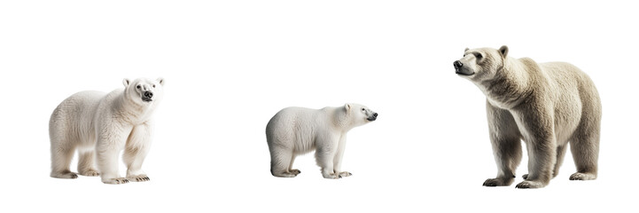set of a Polar bear standing isolated on a transparent background
