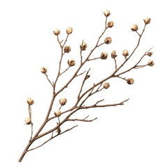 Dried Branch with Buds Autumnal Nature Botanical Illustration Winter Decor