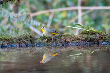 A red-billed leiothrix drinking water from a small waterhole in a bird hide on the outskirts of Sattal, Uttarakhand 